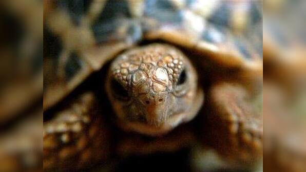 Smuggling to Tamil Nadu? Over 100 wild tortoises seized from women passengers
