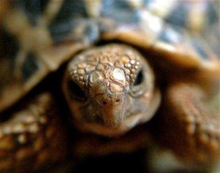Smuggling to Tamil Nadu? Over 100 wild tortoises seized from women passengers