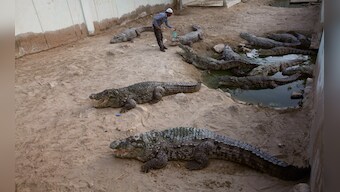 Calls to cull crocodiles in Kimberley region of Australia