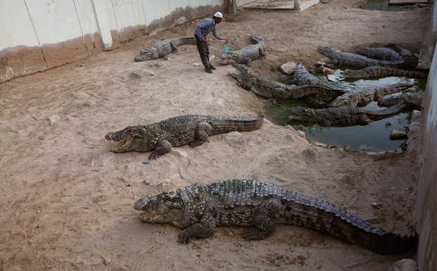 Ouch! Golfer gets bitten by crocodile at Australian tourist resort Ouch! Golfer gets bitten by crocodile at Australian tourist resort