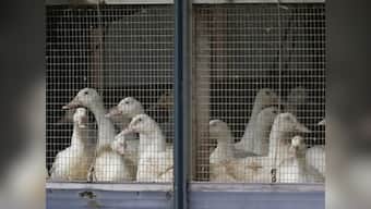 Kerala bird flu scare: Will finish culling of birds in 3 days, says govt