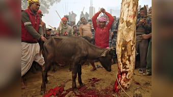 India's export restrictions hit Nepal's mass animal sacrifice festival