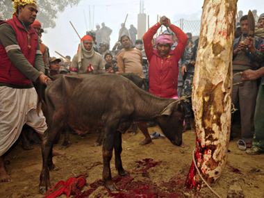India's export restrictions hit Nepal's mass animal sacrifice festival India's export restrictions hit Nepal's mass animal sacrifice festival