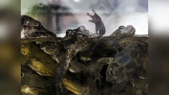 New health fad: Peruvian frog juice that can cure asthma and a low sex drive!