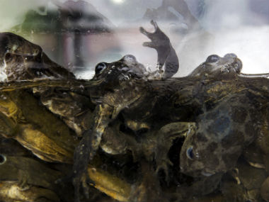 New health fad: Peruvian frog juice that can cure asthma and a low sex drive! New health fad: Peruvian frog juice that can cure asthma and a low sex drive!