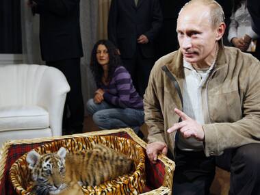 Russian President Vladimir Putin with a rescued tiger cub. Reuters/ File photo