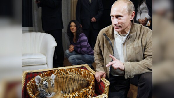 Russian Prez Putin's Siberian tiger ravages goat farm in northeast China