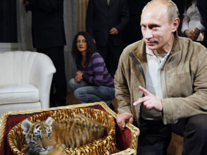 Russian Prez Putin's Siberian tiger ravages goat farm in northeast China