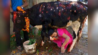 Nepal's sacrifice ritual: Cops arrest 47, seize 271 animals