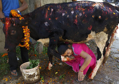 Nepal's sacrifice ritual: Cops arrest 47, seize 271 animals Nepal's sacrifice ritual: Cops arrest 47, seize 271 animals