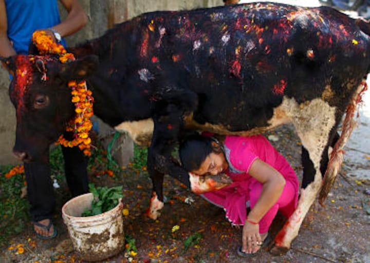 Nepal's sacrifice ritual: Cops arrest 47, seize 271 animals