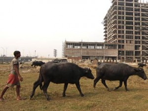 After SpiceJet flight, now buffalo blocks Rajdhani in Surat After SpiceJet flight, now buffalo blocks Rajdhani in Surat