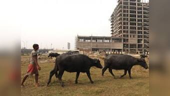 After SpiceJet flight, now buffalo blocks Rajdhani in Surat
