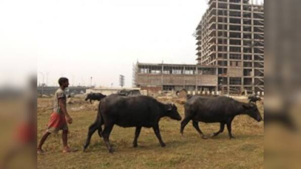 After SpiceJet flight, now buffalo blocks Rajdhani in Surat