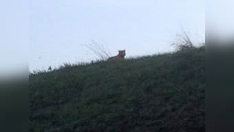 Tiger on prowl near Disneyland, sends the Paris police in a tizzy