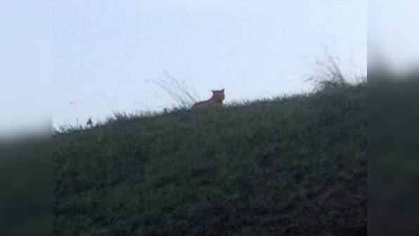 Tiger on prowl near Disneyland, sends the Paris police in a tizzy