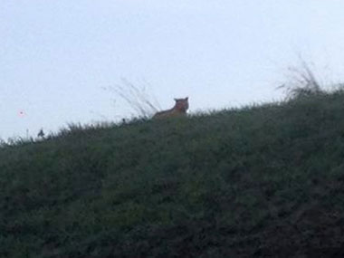 Tiger on prowl near Disneyland, sends the Paris police in a tizzy Tiger on prowl near Disneyland, sends the Paris police in a tizzy