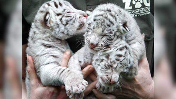 World's first White Tiger Safari to come up in Madhya Pradesh