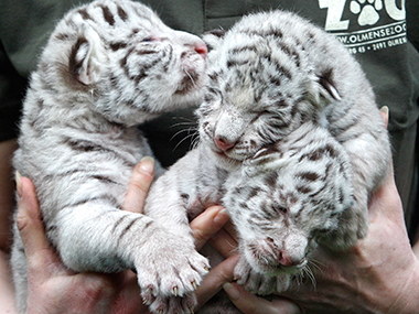 Two white tiger cubs maul zoo keeper to death at Bengaluru's Bannerghatta Biological Park Two white tiger cubs maul zoo keeper to death at Bengaluru's Bannerghatta Biological Park