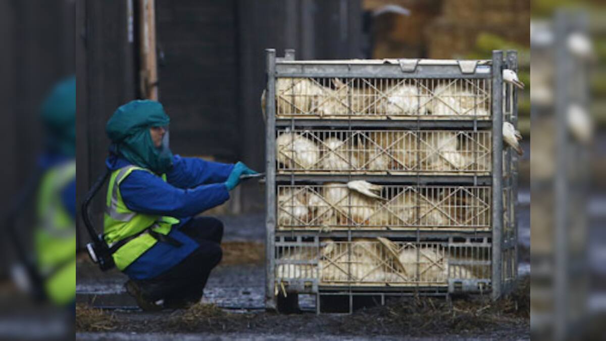 Bird flu scare: Kerala begins culling of four lakh ducks – Firstpost