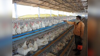 With farmers opposed to culling, will Kerala be able to contain the bird flu outbreak?