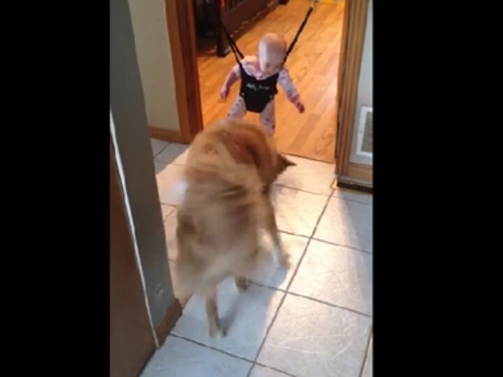 Cuteness overload: Dog sees baby jump, shows he can do it too