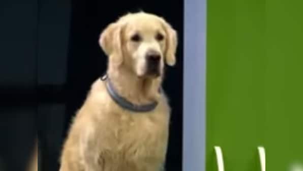 Watch: This dog failing 'obedience test' will make your day