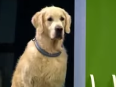 Watch: This dog failing 'obedience test' will make your day Watch: This dog failing 'obedience test' will make your day