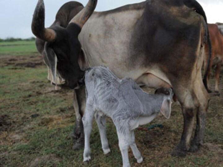 Watch: 5-year-old's adorable cuddle session with her pet calf!