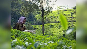Unicef-ETP partnership to help children living in tea gardens