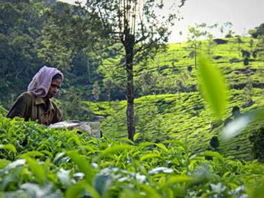 Kerala's tea industry has fallen into bad times: Here's how