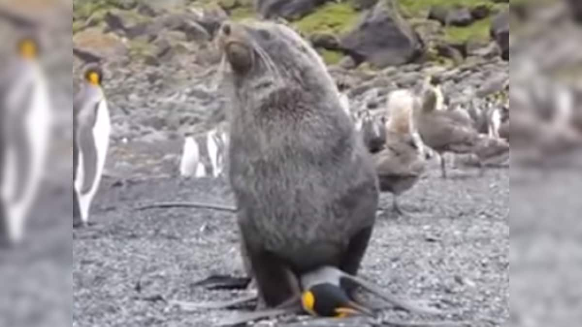 New Evolutionary Step Or Frustration Seals Observed Having Sex With Penguins Firstpost 