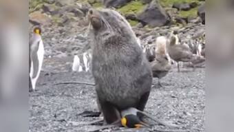 New evolutionary step or frustration? Seals observed having sex with penguins