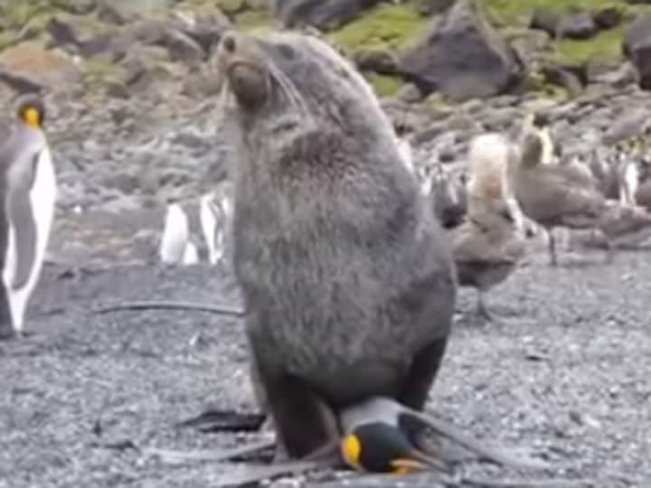 New evolutionary step or frustration? Seals observed having sex with penguins