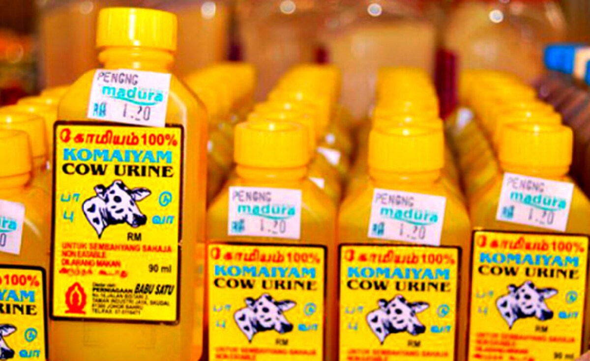 Cow dung for indigestion, urine for pimples: Vishwa Hindu Parishad's guide to a healthy life - Living News , Firstpost