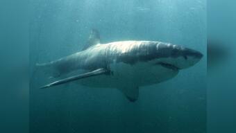Australia: Man found dead near Cheynes Beach, police suspect shark attack