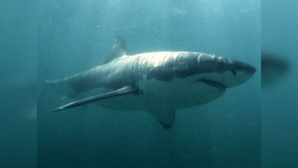 Australia: Man found dead near Cheynes Beach, police suspect shark attack