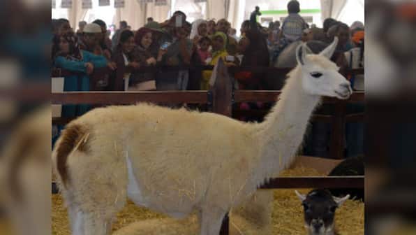 Antibodies of Llamas can counteract HIV, could be key to future vaccine: experts