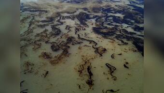 Sunderbans' rare dolphins pay the price for catastrophic oil spill