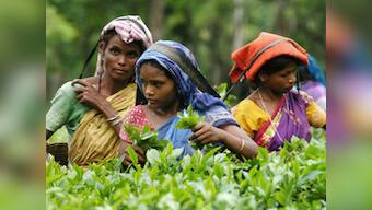 Storm in teacup: Food Security Act may leave 19 lakh families in Assam's tea gardens hungry