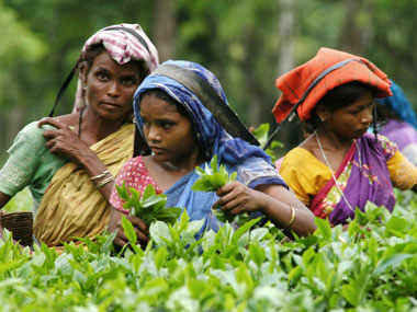 Storm in teacup: Food Security Act may leave 19 lakh families in Assam's tea gardens hungry Storm in teacup: Food Security Act may leave 19 lakh families in Assam's tea gardens hungry