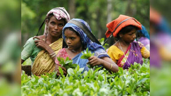 Storm in teacup: Food Security Act may leave 19 lakh families in Assam's tea gardens hungry