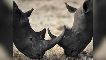 Hunting gone wrong in China: Official shoots woman dead mistaking her for a wild boar