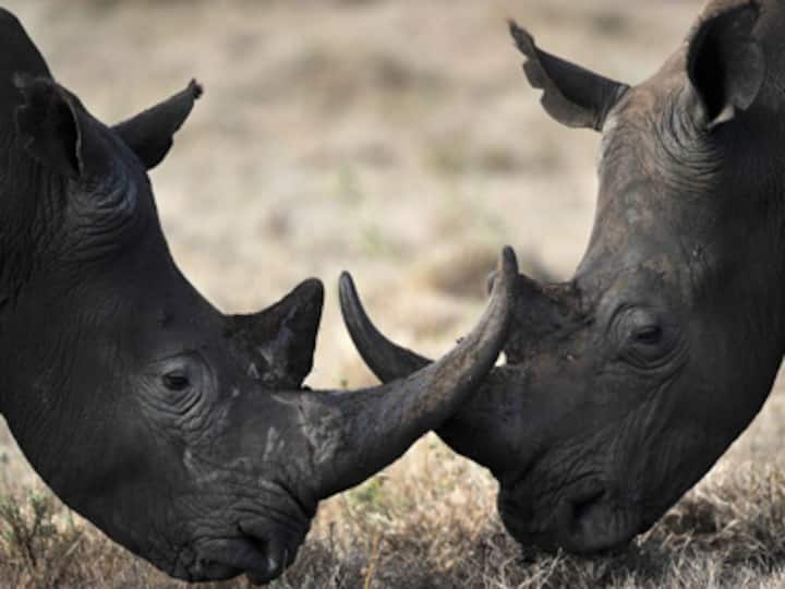 Hunting gone wrong in China: Official shoots woman dead mistaking her for a wild boar