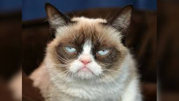 Grumpy Cat made over $100 mn, earns more than Nicole Kidman, Christiano Ronaldo