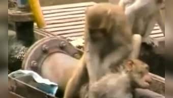 What a hero: Watch monkey save its friend's life at Kanpur station