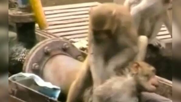 What a hero: Watch monkey save its friend's life at Kanpur station