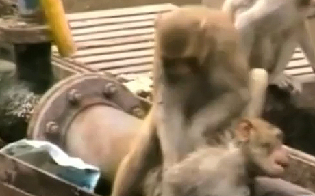 What a hero: Watch monkey save its friend's life at Kanpur station What a hero: Watch monkey save its friend's life at Kanpur station