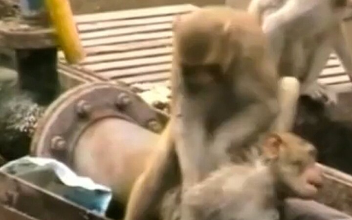 What a hero: Watch monkey save its friend's life at Kanpur station