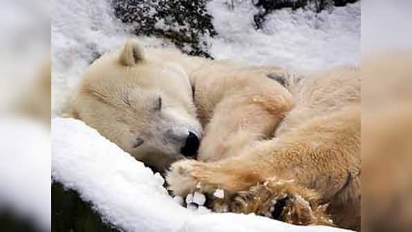 By 2100, loss of sea ice could impact polar bear populations